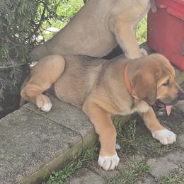 Fiona - Red female Spanish Mastiff puppy in Prosperity, Pennsylvania from Prosperity Guardians