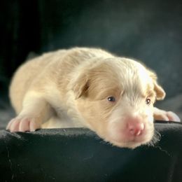 Gold Boy 1 - White and gold male Border Collie puppy in Powell Butte, Oregon from Cascades Border Collies