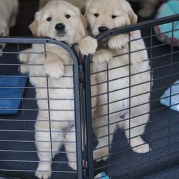 Golden Retriever Puppies from Golden Hour Golden Retrievers
