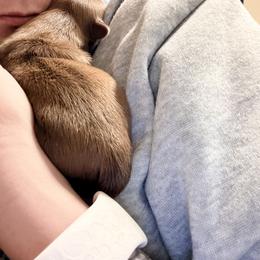Shih Tzu Puppies from Wood Foo Breeders