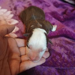 Serenity - Red & white female Miniature Australian Shepherd puppy in Penn Valley, California from Ghostfire Mini Aussies
