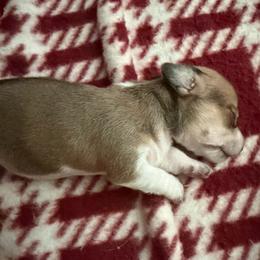 Boy 1 - Piebald male Dachshund puppy in Kelso, Washington from New Age Doxies