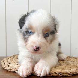 Hiccup - Blue merle male Australian Shepherd puppy in Kearney, Nebraska from Helix Aussies