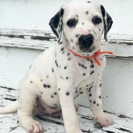 Orange Male (LUA) - White and black male Dalmatian puppy in Westhoff, Texas from Smart Dalmatians (LUA/HUA)
