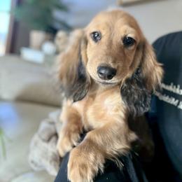Melly 4800dollars - Cream female Dachshund puppy in Crystal, Michigan from Mare-bella Dachshunds