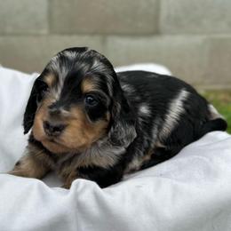 Boy 1 - Dapple male Dachshund puppy in Stilwell, Oklahoma from Double Down Doxies
