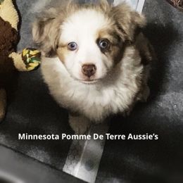 Toy Australian Shepherd Puppies from MN Pomme De Terre Aussies