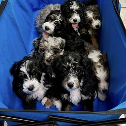 Bernedoodle puppies from Zakadoodles