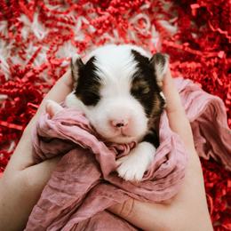 Cain - Black and tan male Pembroke Welsh Corgi puppy in South Otselic, New York from Ridge Top Corgis