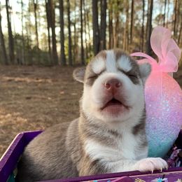 Siberian Huskies from Walter's Husky Haven