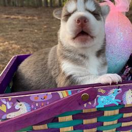 Siberian Huskies from Walter's Husky Haven