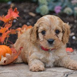 Carter - Red male Cavapoo puppy in Gap, Pennsylvania from Country View Puppies ( License 18816)