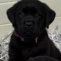 Apple - Black female Labrador Retriever puppy in Silver Springs, New York from Humehill