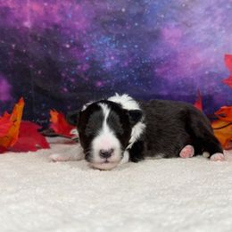 Quill - Black white and tan female Shetland Sheepdog puppy in Elk, Washington from Asgard Shetland Sheepdogs