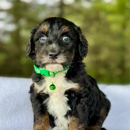 Green - Tri-color male Bernedoodle puppy in Hesperia, Michigan from Red Acres Poodles & Doodles