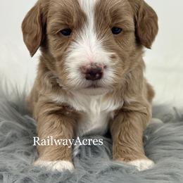 Trixie - Apricot female Goldendoodle puppy in Milford, Indiana from Railway Acres Kennel