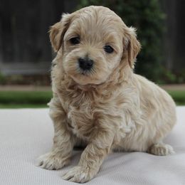 Goldendoodle Puppies from Cali Style Doodles
