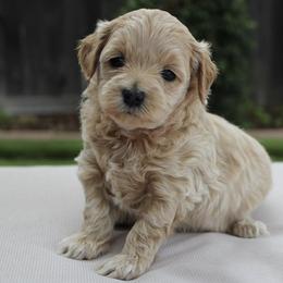 Goldendoodle Puppies from Cali Style Doodles
