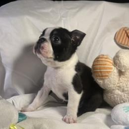 Boy 2 - Black and white male Boston Terrier puppy in Westville, Florida from Classic Boston Terriers