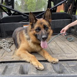 Derby - German Shepherd