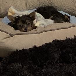 Yorkshire Terrier Puppies from Missy Lu Lap Puppies