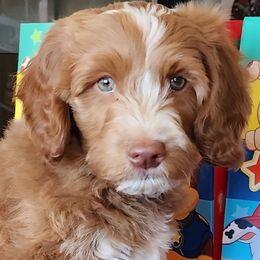 Zuma - paw patrol - Red male Labradoodle puppy in Phelan, California from Family Doodles