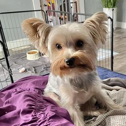 Bubbles - Yorkshire Terrier