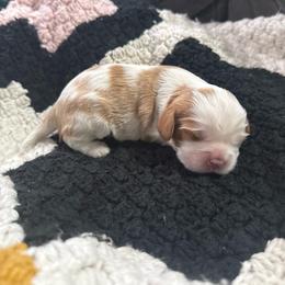 Blenheim Boy - Blenheim male Cavalier King Charles Spaniel puppy in Raymondville, Missouri from Puppy PlayPen