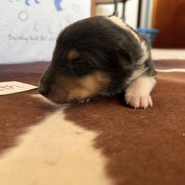 Collie Puppies from A/K Rough Collies