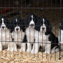 English Springer Spaniels from Polesitter English Springer Spaniels