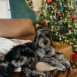 Aussiedoodle All Grown Up from Pawsitively Doodles