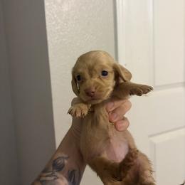 Krile - Cream female Dachshund puppy in Conroe, Texas from R&M Dachshunds
