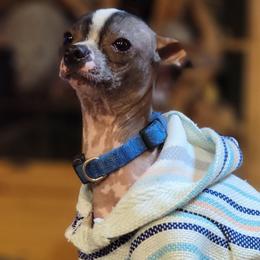 Motley - Xoloitzcuintli