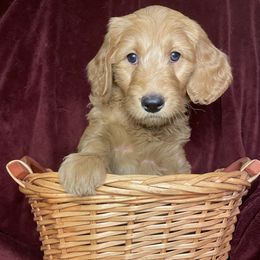 Goldendoodle Puppies from PNW Puppies