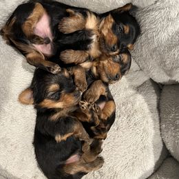 Morkies and Yorkshire Terriers from M.Y. Morkies and Yorkies