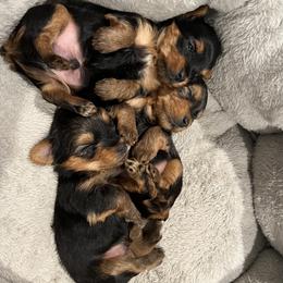 Morkies and Yorkshire Terriers from M.Y. Morkies and Yorkies