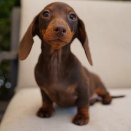 Shake - Chocolate and tan female Dachshund puppy in Temecula, California from Naomi Magee's Dachshund Kennel