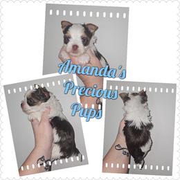 Toby - Chocolate, tan and white male Yorkshire Terrier puppy in Wartburg, Tennessee from Amanda's Precious Pups
