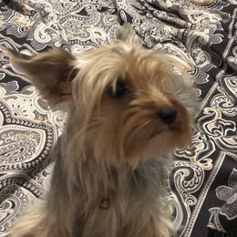 Princess - Yorkshire Terrier