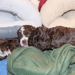 Lagotto Romagnolo Puppies from Royal and Loyal Lagotto Romagnolo