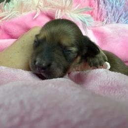 Belle - Chocolate and tan female Dachshund puppy in Madisonville, Texas from Little B’s Dachshund Farm