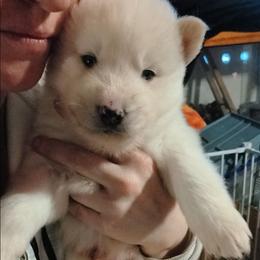 Boy 1 - White male Siberian Husky puppy in Porter Corners, New York from Twisted Gemstone Exotics