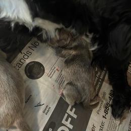 Muffin - Brindle male Shih Tzu puppy in Riverhead, New York from Eastern Long Island Shih Tzu