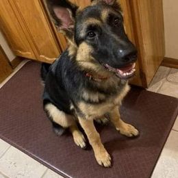 German Shepherd Puppies from Kaiser + Leyna