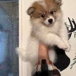 Pomeranian Puppies from Tania’s treasures Pomeranians