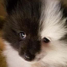 Pomeranians from Jacqueline's Pomeranians
