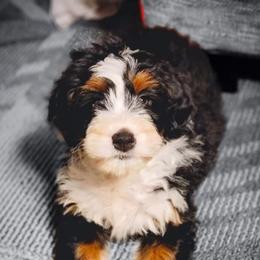 Aussiedoodles, Bernedoodles, Goldendoodles, and Poodles from Scott’s Farm Poodles and Doodles