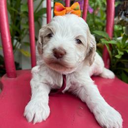 Mead - Caramel cream female Labradoodle puppy in Camden, North Carolina from Oopsie Doodles of NC