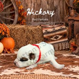 Hickory - Red speckled female Australian Cattle Dog puppy in Oronogo, Missouri from Dutton's Show Me Farms
