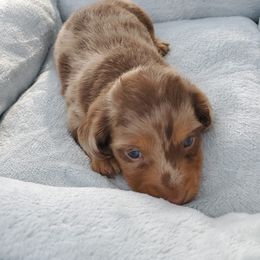 Dachshund Puppies from Chelisa Crabtree